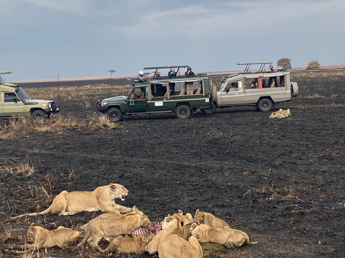 This is your sign to take that Luxury Kenyan Safari